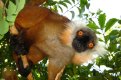 Lemure makako femmina